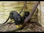 Many primates were also seized during the Operation (Photo: Courtesy of Czech Customs).