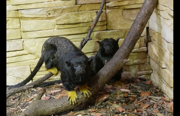 Many primates were also seized during the Operation (Photo: Courtesy of Czech Customs).