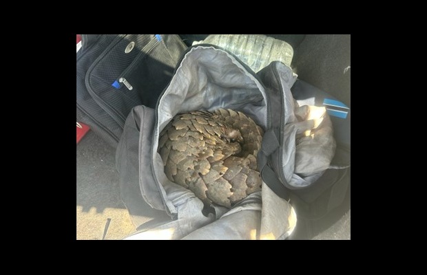 Protected animals such as pangolins were also among the seizures (Photo: Courtesy of Botswana Customs).