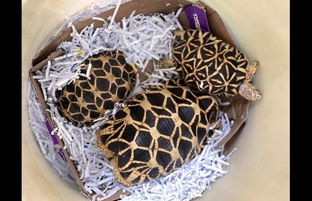 Thousands of endangered turtles were seized during Thunder 2023 operation (Photo: Courtesy of Thai Customs).