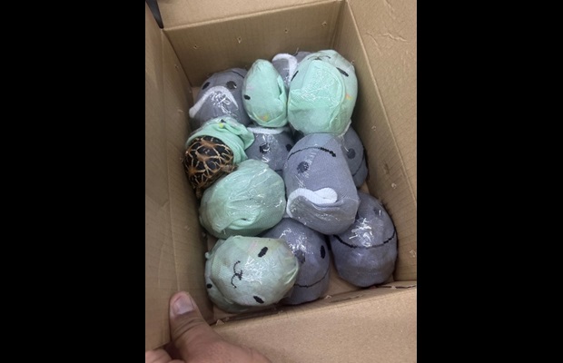 Various concealment methods were used by smugglers (Photo: Courtesy of Thai Customs).