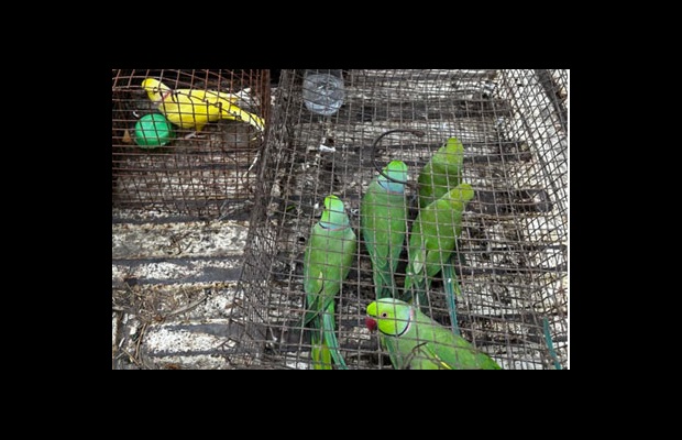 Endangered birds continue to be traded by smugglers (Photo: Courtesy of India Customs).