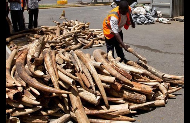 Elephant tusks seized in Kenya