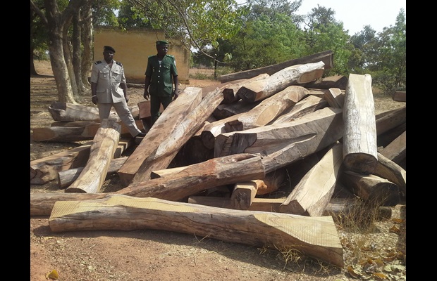 In January 2014, 30,000 kg of rosewood were intercepted by Burkina Faso Customs at the border to Ghana. 