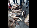 140 kg of ivory seized by Nigeria Customs on 23 July 2017