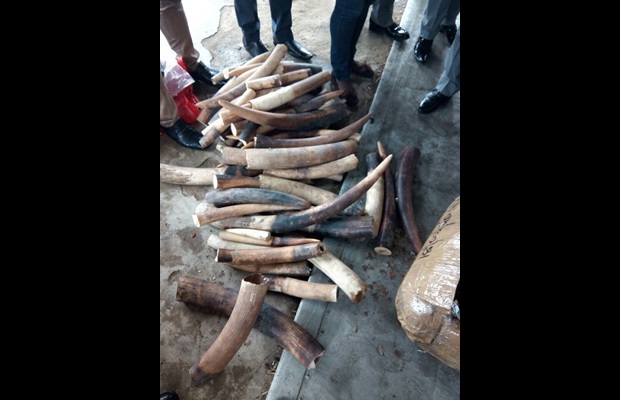 140 kg of ivory seized by Nigeria Customs on 23 July 2017